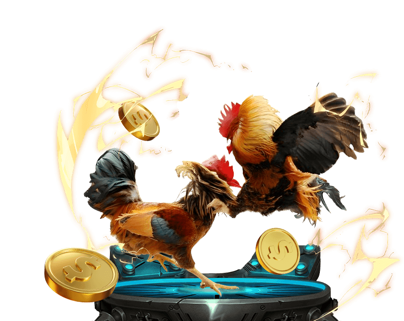 Trận đấu đá gà trực tuyến kịch tính